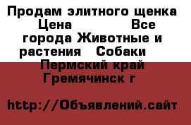 Продам элитного щенка › Цена ­ 30 000 - Все города Животные и растения » Собаки   . Пермский край,Гремячинск г.